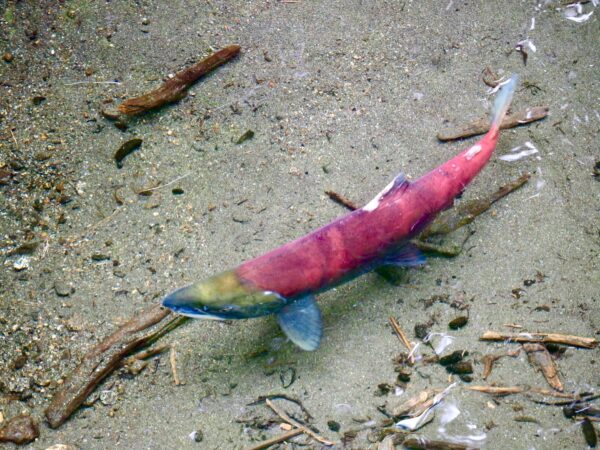 Sockeye Salmon Run - Oct 11