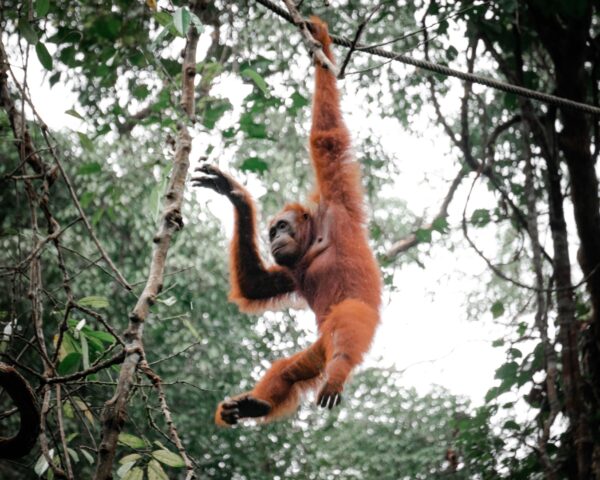 Borneo, Malaysia - March 13–25, 2027