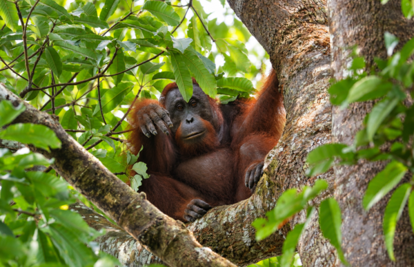 Borneo, Malaysia - March 13–25, 2027
